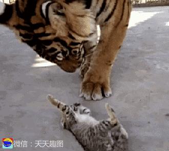 搞笑动图gif猫咪,搞笑动图gif狗