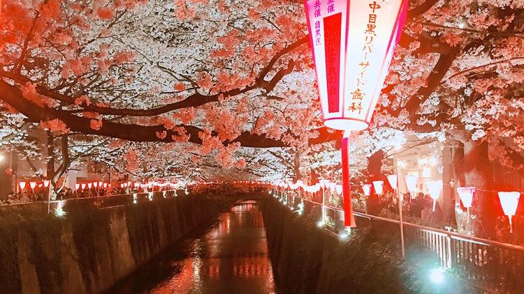 日本东京目黑川樱花,日本目黑川樱花美景
