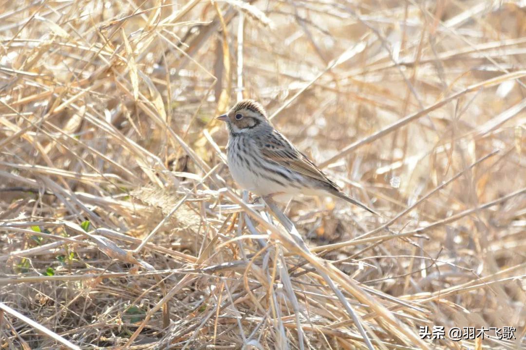 观鸟入门,观鸟小贴士