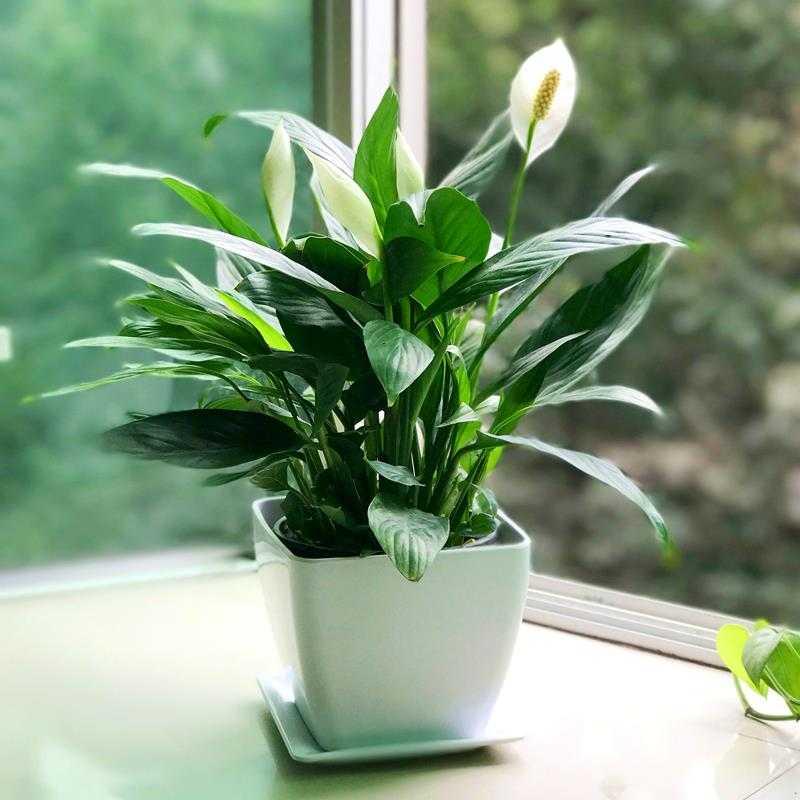 好养的盆栽花卉大全,人养花花