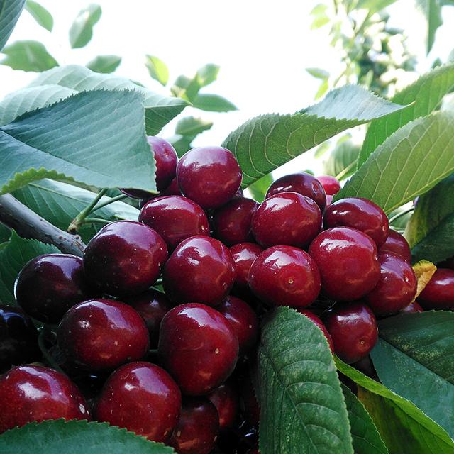 大樱桃为何不宜多吃,便宜的大樱桃能吃吗