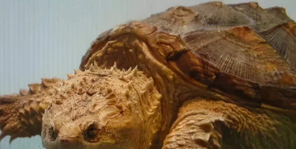 佛鳄龟最佳饲养温度,佛鳄龟黑色环境饲养