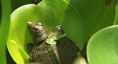 养殖甲鱼如何合法利用饲料,养殖甲鱼如何合法利用营养