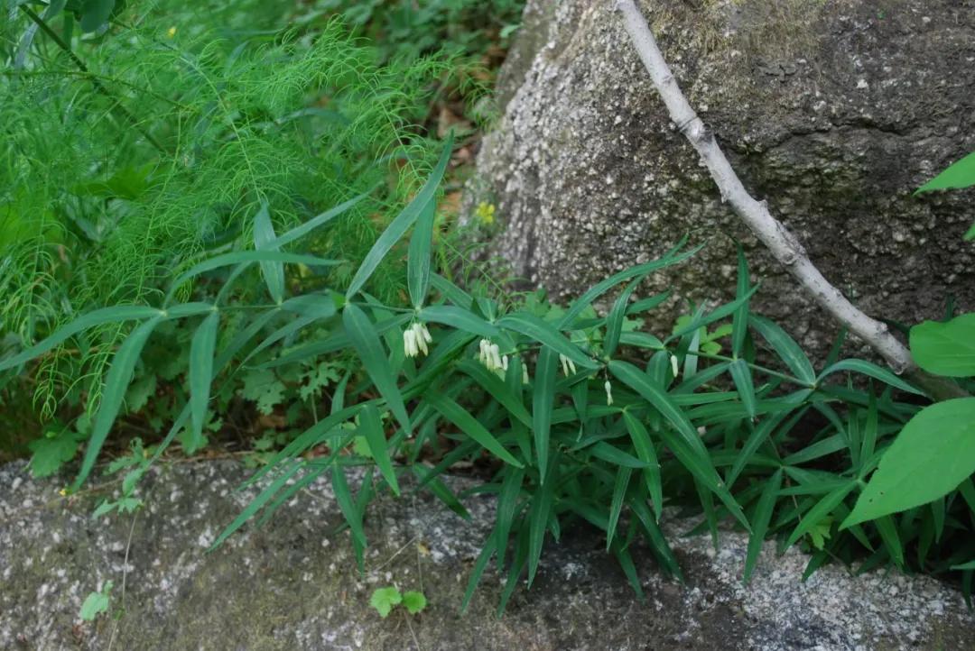 硬核整理!高清中药教材原植物彩*图色**谱(四期)