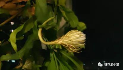 生活养花小妙招,昙花叶片变厚的秘诀