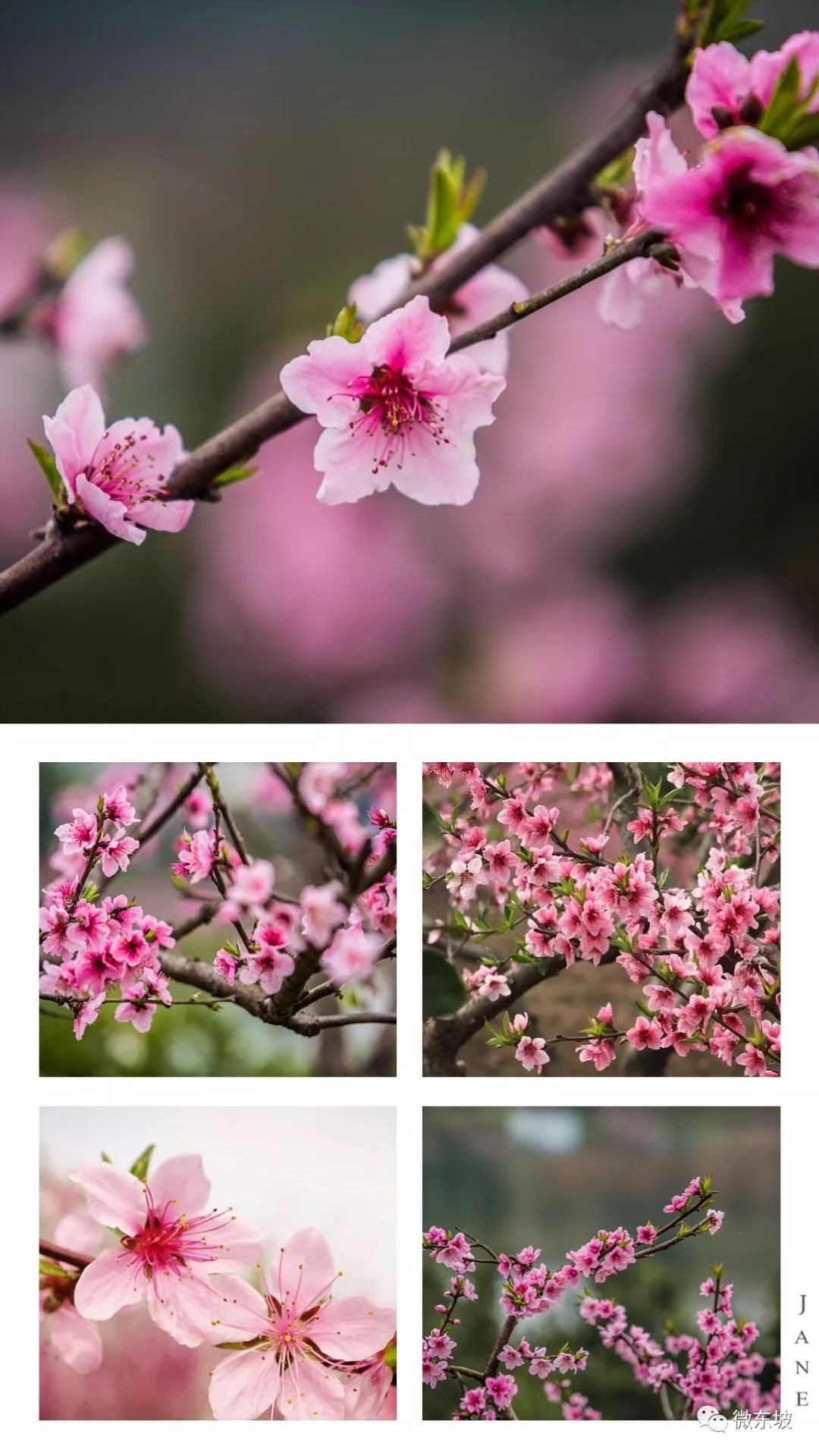 花开十五载,花开十五载筑梦新未来