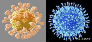 新型冠状病毒和冠状病毒如何区分,冠状病毒的介绍