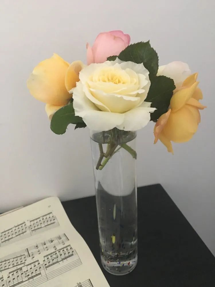 五颜六色的透明多肉,颜色超好看的多肉