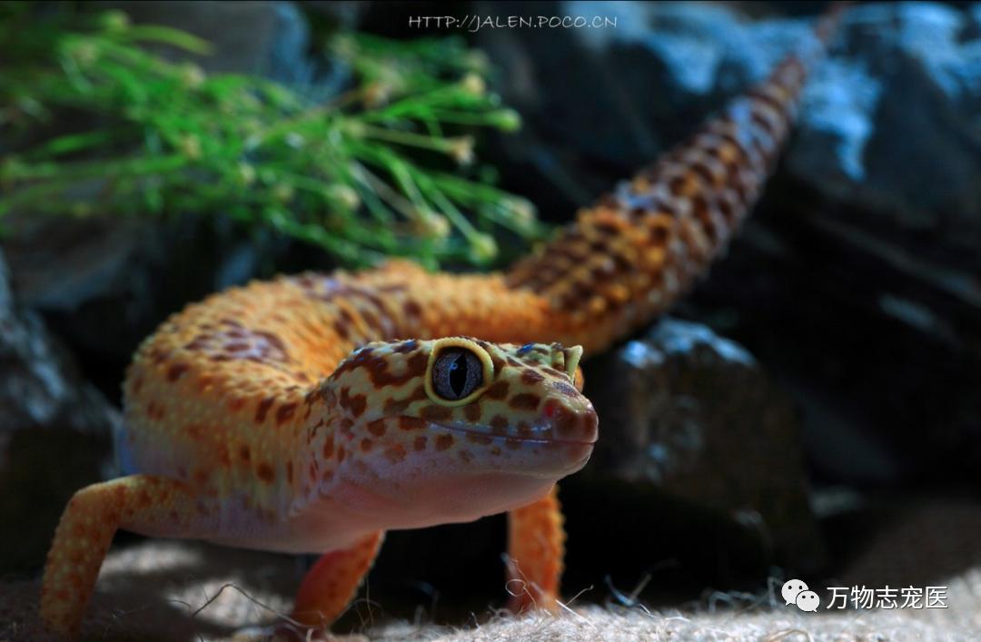 守宫幼体饲养入门常识,新宠到家怎么养