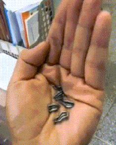 在野外发现甘蔗,在山里发现甘蔗