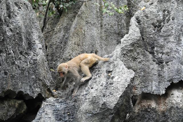 这里虽然风景如画人们生活的却很凄惨没日没夜的追着大船讨生活