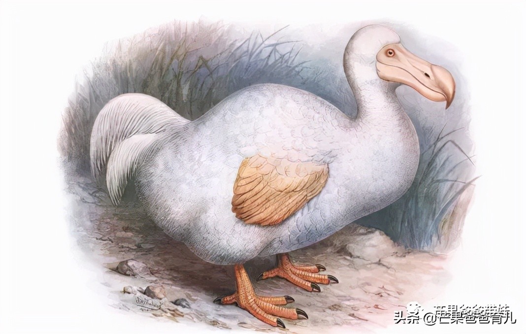 幼儿园教师必读的绘本,适合幼儿教师看的绘本