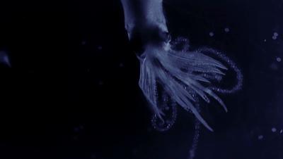 夜半*拍偷**下,成就今年第一部神级纪录片:黑暗下的生命,超乎想象