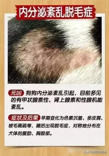 犬病综合预防方案,如何能预防与治疗宠物狗皮肤病