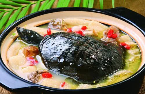 野生甲鱼和养殖甲鱼的区别在哪里,养殖甲鱼和野生甲鱼营养价值区别