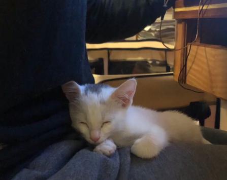 流浪猫被救助后特别黏主人,流浪猫粘鼠板救助