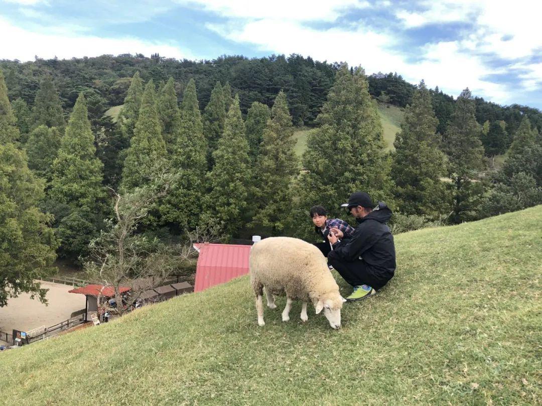 这家日本牧场，因为一只会“微笑”的小羊，游客增长1.5倍