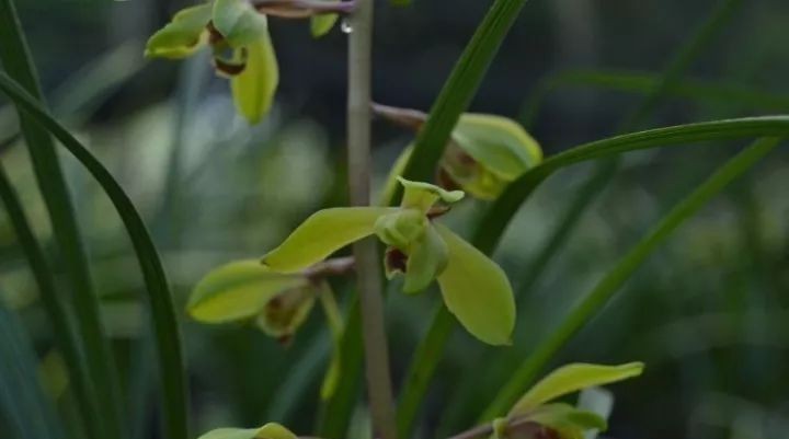 长寿梅蕙兰怎么种植,蕙兰老八种兰花哪一种最好