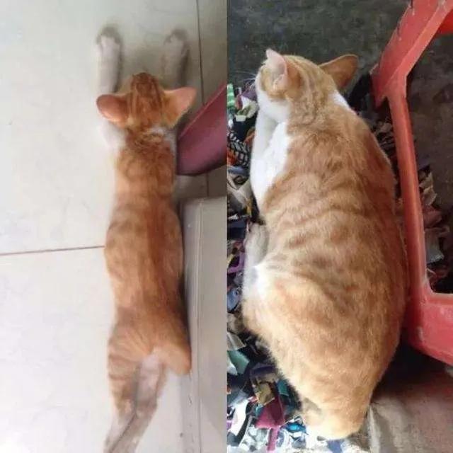 橘猫半年大概多少斤,橘猫半年