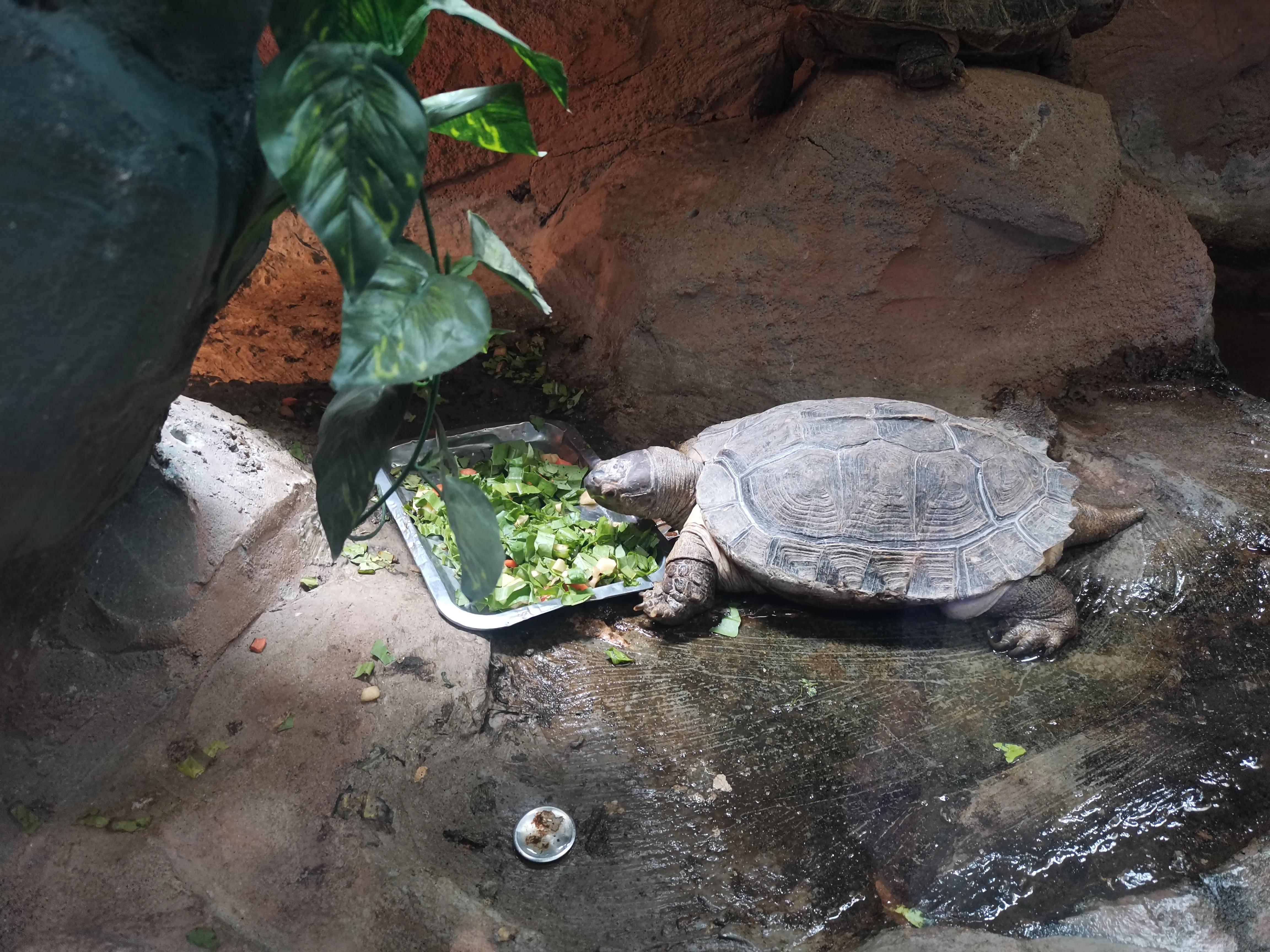 宿州火车站到宿州野生动物园,济南野生动物园和宿州野生动物园