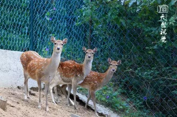 六月份适合山东自驾游的地方,六月山东省旅游推荐