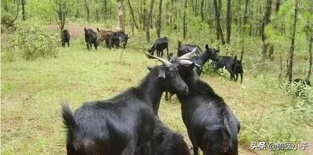 羊乳头管狭窄及闭锁的治疗方法