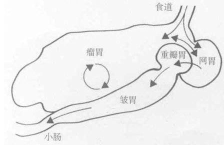 山羊的消化时间,山羊消化不良的症状