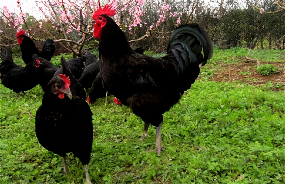 怎么才算真正的土鸡,怎么喂养鸡才不会肥又长得快