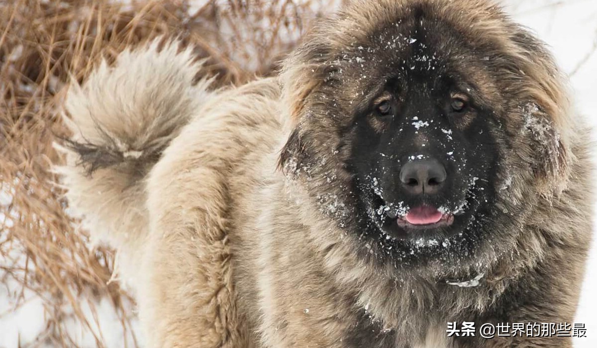 老虎和猛犬哪个厉害,世界上战斗力最强的十种猛犬