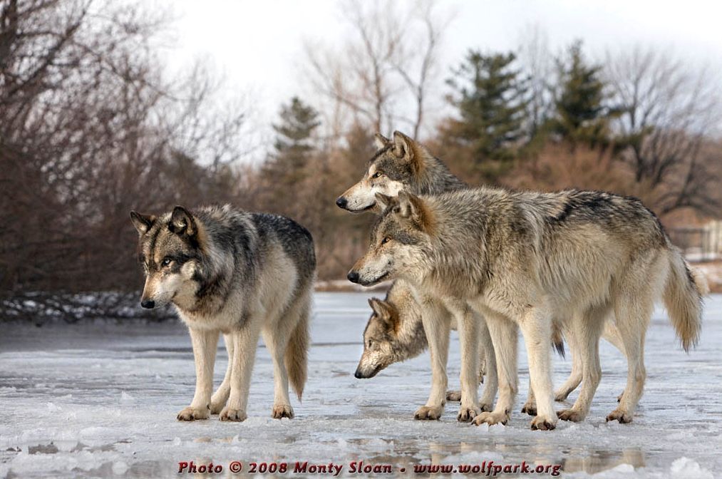 狼图腾狼群围猎黄羊,狼图腾群狼围捕黄羊