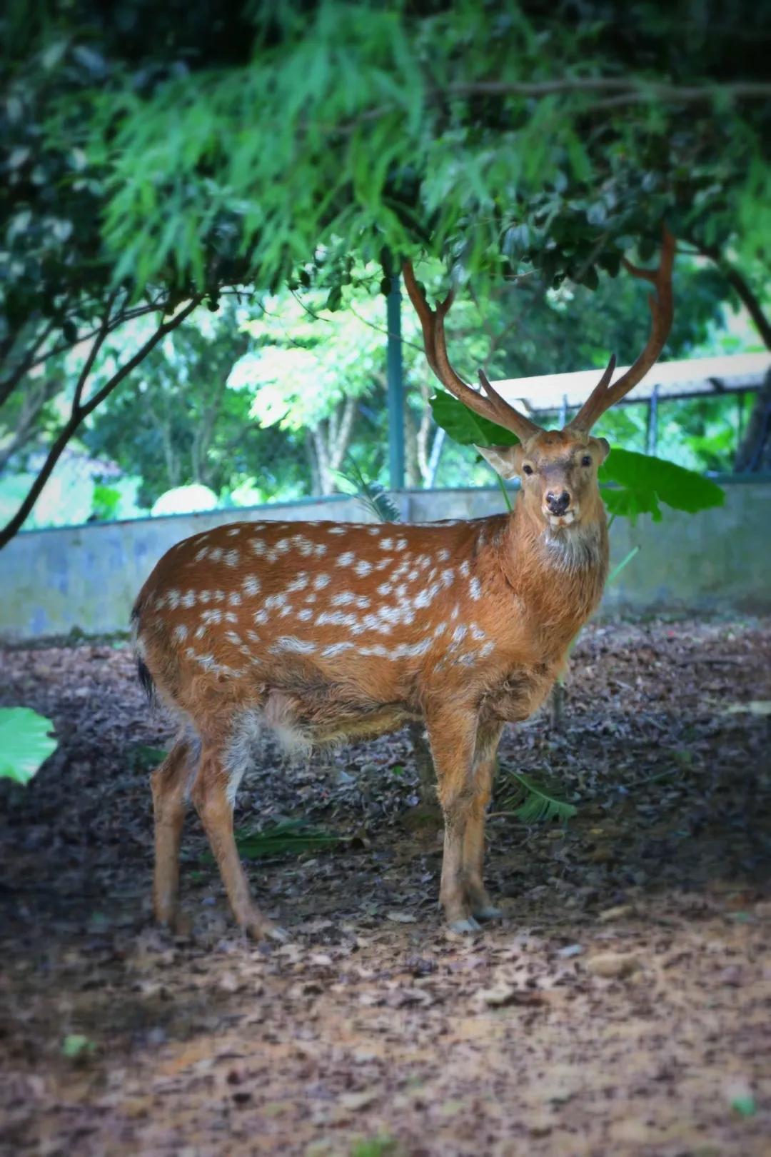 广东清远佛冈旅游攻略,广东清远佛冈森波拉旅游