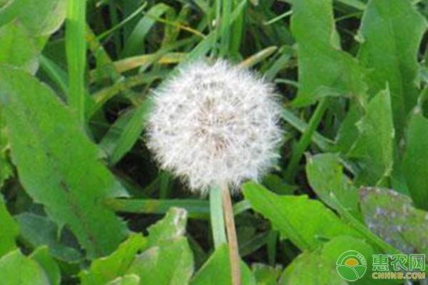 人工种植蒲公英治疗疾病,人工种植蒲公英的生长过程