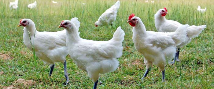 天下第一名鸡,天下第一鸡网红烧鸡