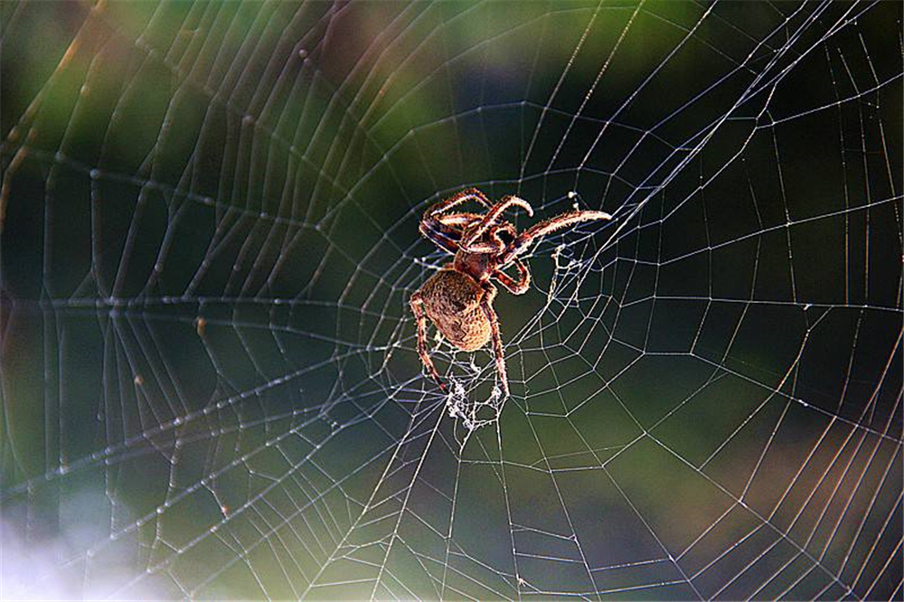 蜘蛛蛛网是从哪里来的,蜘蛛的蛛网是从哪里来的