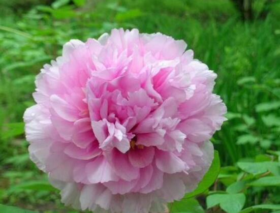 牡丹花烂根怎么补救,牡丹花烂根怎么解决