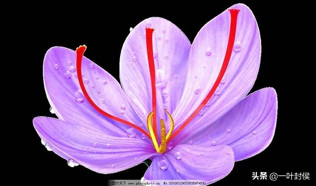 西藏极品藏红花图片,珍稀瑰宝藏红花