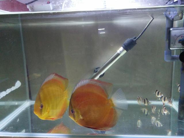 鱼缸里为什么老是出现气泡,鱼缸冒出小气泡