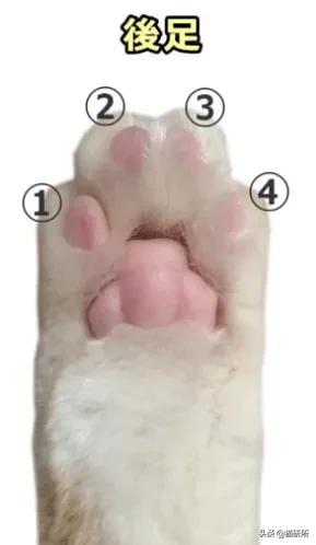 猫爪有什么隐藏的秘密,猫爪爪有哪些冷知识