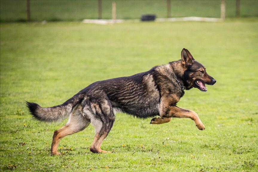 德牧拉稀怎么办,德牧拉稀是吃得多了吗