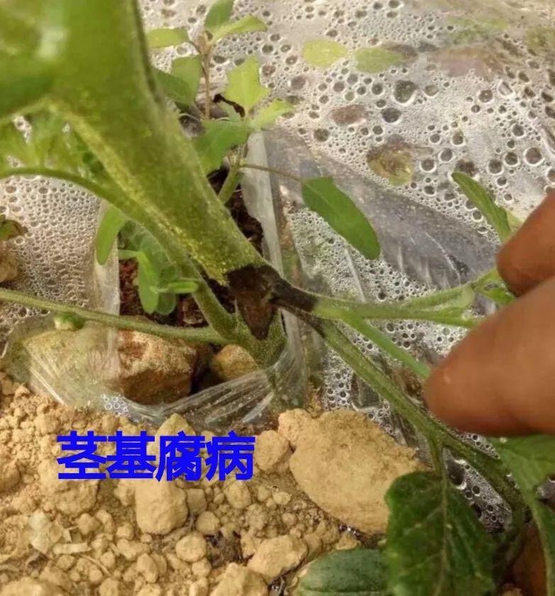 番茄出现黑杆和烂叶是什么病,番茄黑杆病怎么治