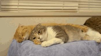 肾虚吃腰子能补肾吗,腰子和枸杞能补肾吗