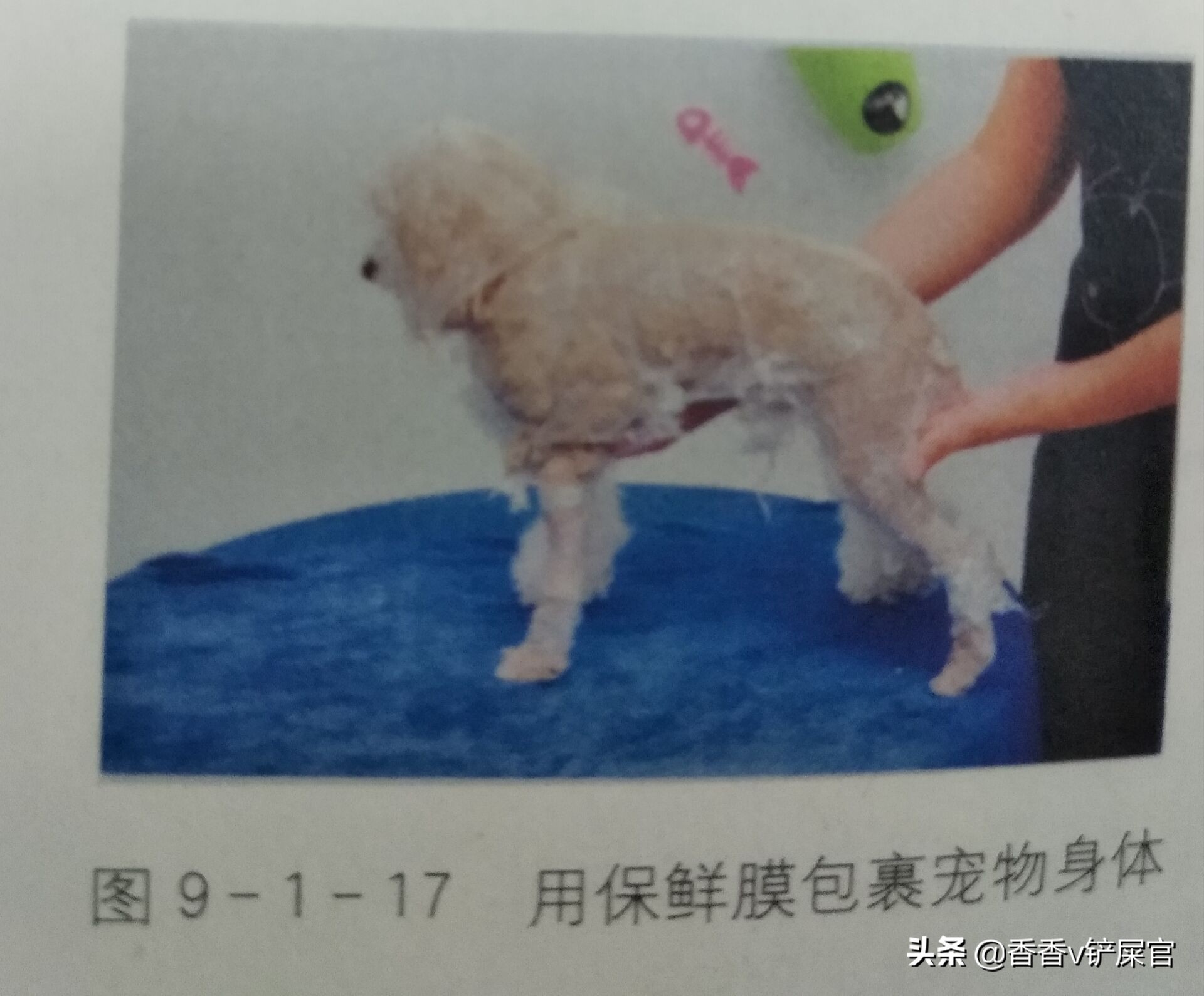 怎么给宠物做spa药浴,宠物spa需要准备什么