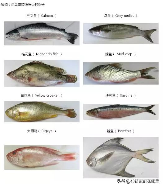 什么鱼dha含量高适合小孩子吃,给孩子吃dha含量高的鱼有哪些