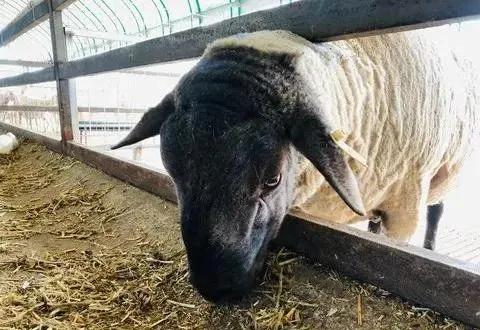 农村养殖户怎样申请国家无息贷款,养殖业怎么申请国家无息贷款