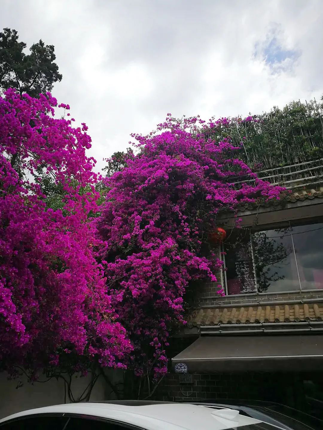 被大理丽江掩盖风头又怎样？它才是云南No.1！5月它太美了