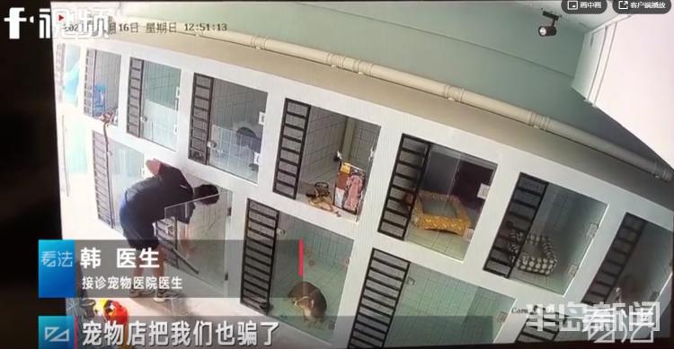 青岛宠物店柯基寄养被打死,狗在宠物店猝死