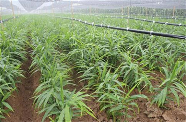 怎样种植一沟双排生姜得高产,于师傅生姜高产技术讲座十二期