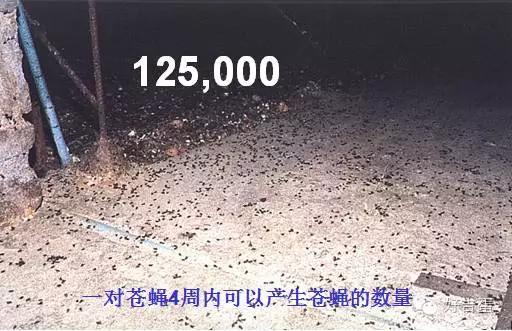 夏天房子里苍蝇蚊子多怎么办,夏天到了苍蝇和蚊子怎样消除