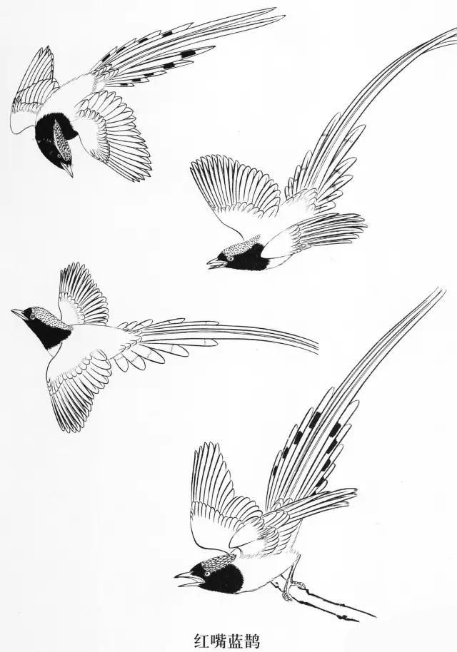 工笔画飞禽画法,工笔飞禽画谱教程