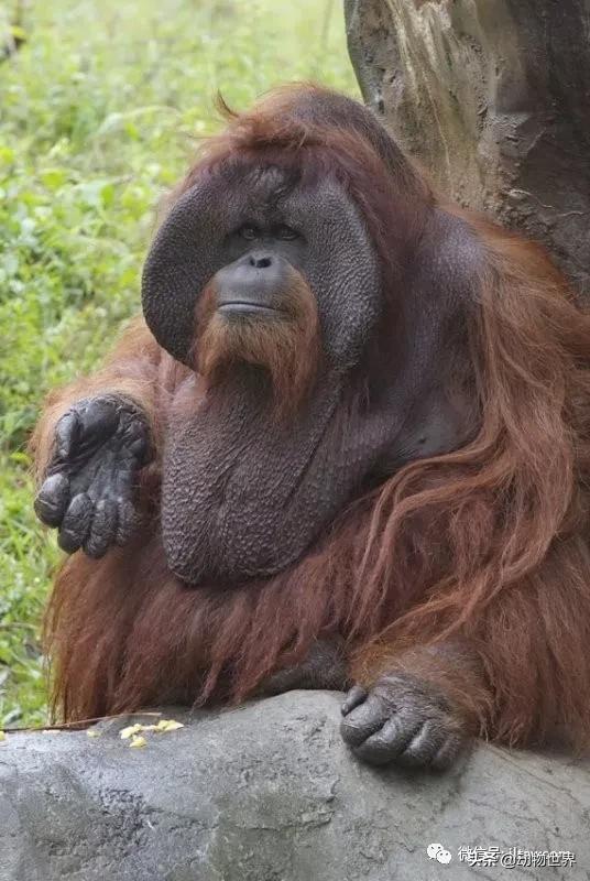 世界各国国宝级动物,世界各地的名贵动物